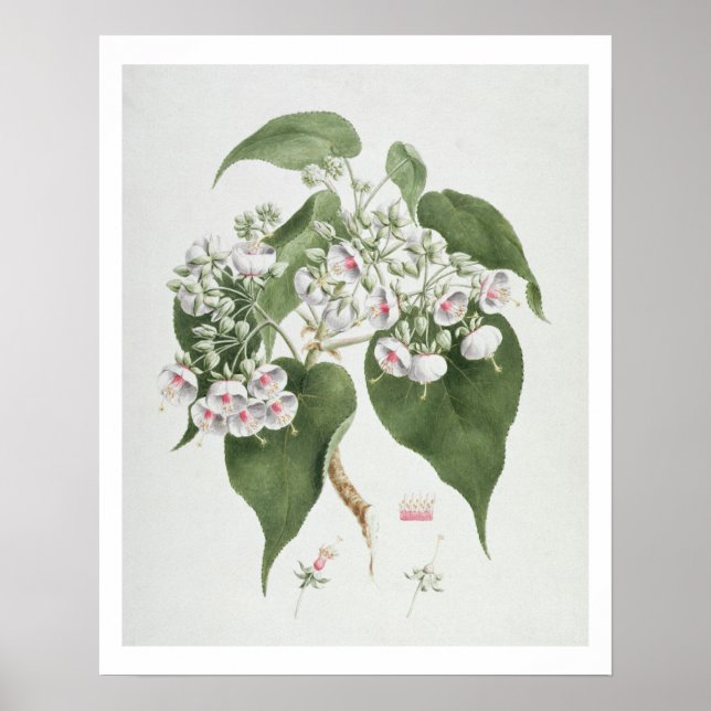 Walkuffa No.5 Dombeya torrida (w/c över grafiten) Poster (Framsidan)