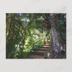 Walkway through a Tropical Forest, Kauai, Hawaii Vykort