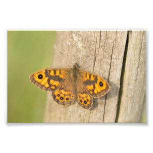 Wall Brown Butterfly Fototryck
