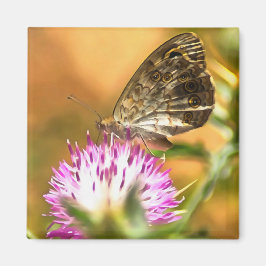 Wall Brown Butterfly Lasiommata megera Painting Magnet