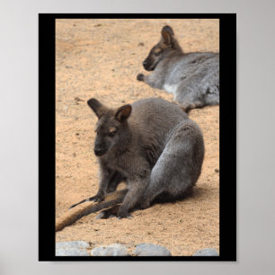 Wallabies Nature Älskare Fuerteventura Lodrät Sti Poster