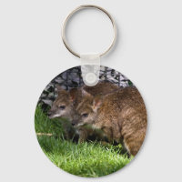 Wallabies