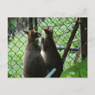 Wallabies Vykort