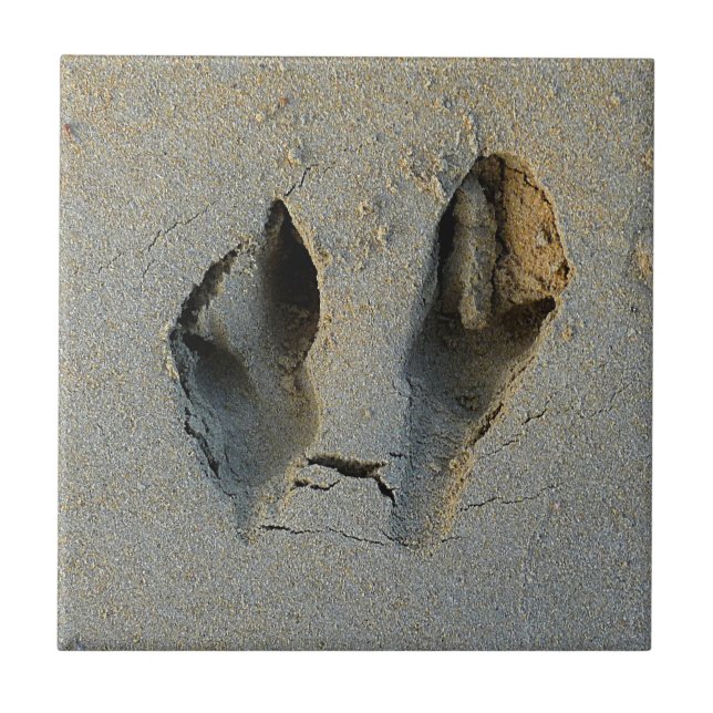Wallaby Footprint i Sand Kakelplatta (Framsidan)