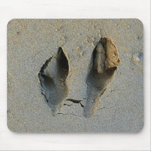 Wallaby Footprint i Sand Musmatta