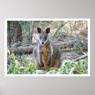 Wallaby i Skogen Poster