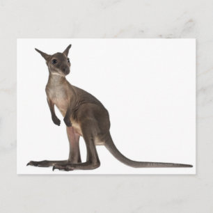 Wallaby - Macropus robustus (3 månader gammal) Vykort