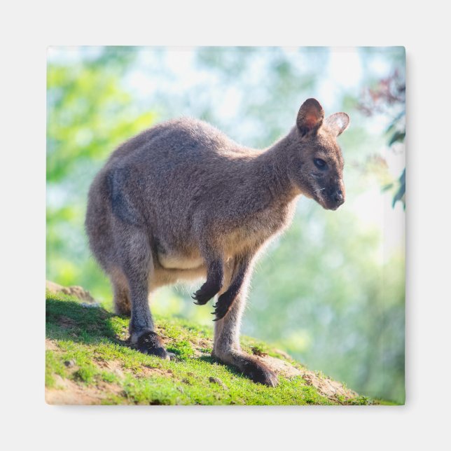 Wallaby Magnet (Framsidan)