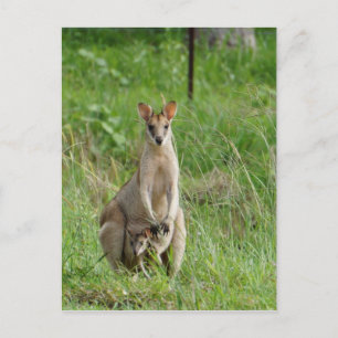 WALLABY OCH JOEY LANDSBYGDSQUEENSLAND AUSTRALIA VYKORT