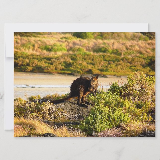 Wallaby på Riverside (Framsida)