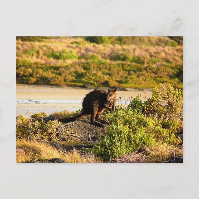 Wallaby på Riverside Vykort (Framsida)