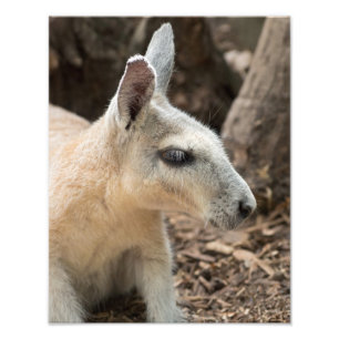 Wallaby-profil Fototryck