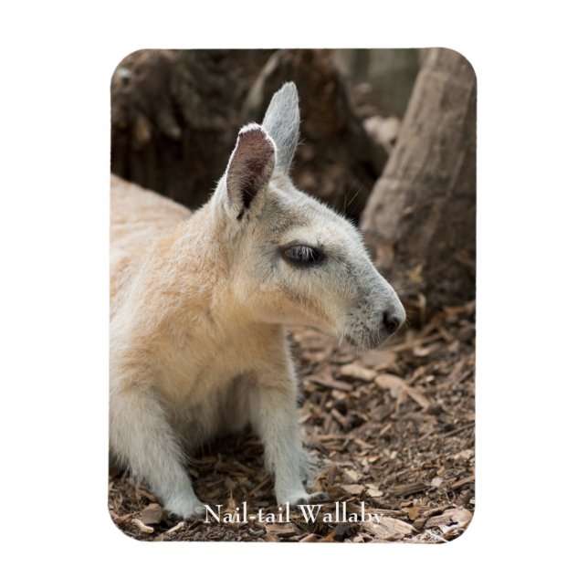 Wallaby-profil Magnet (Vertikal)
