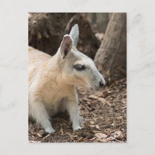 Wallaby-profil Vykort