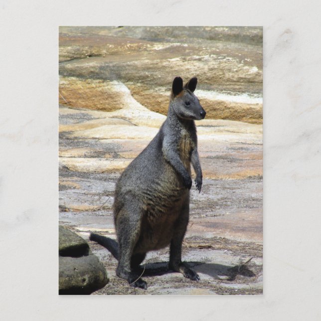 wallaby sten vykort (Framsida)