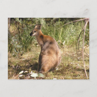 Wallaby Vykort