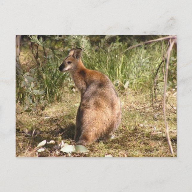 Wallaby Vykort (Framsida)