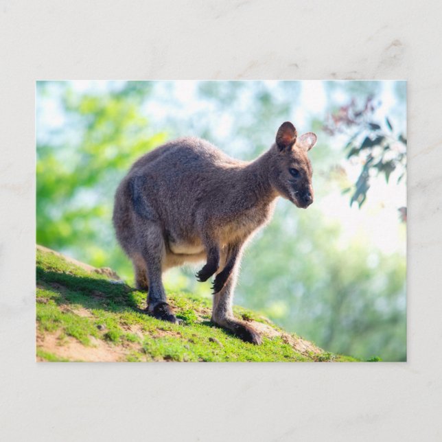 Wallaby Vykort (Framsida)