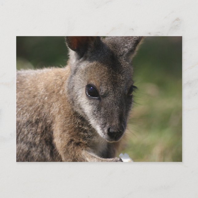 Wallaby Vykort (Framsida)