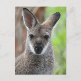 Wallaby-vykort Vykort