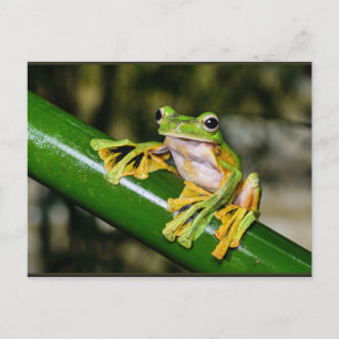 Wallace's Flies Frog, a/k/a Fallskärm Frog Vykort