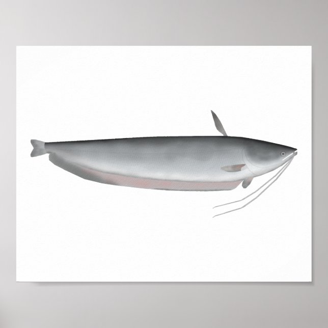 Wallago Poster (Framsidan)