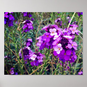 WallblomBowles Mauve #1 Poster
