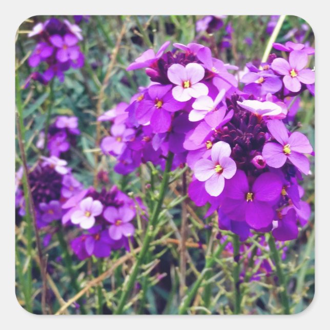 WallblomBowles Mauve #1 Stickers Fyrkantigt Klistermärke (Framsida)