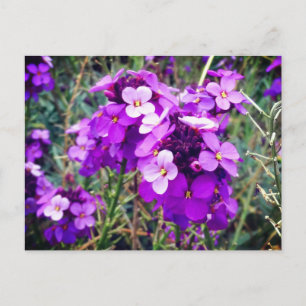 WallblomBowles Mauve #1 vykort