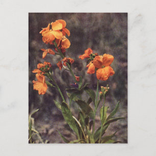 Wallblomma Wildblomma Vykort