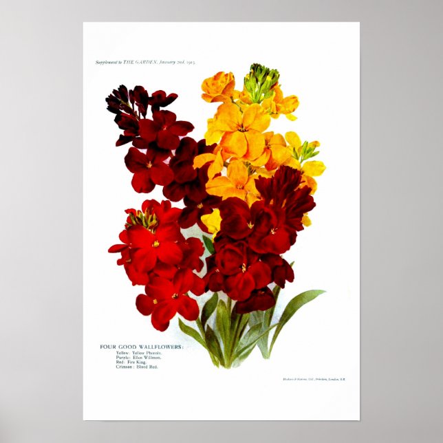 Wallblommor Poster (Framsidan)
