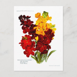 Wallblommor Vykort