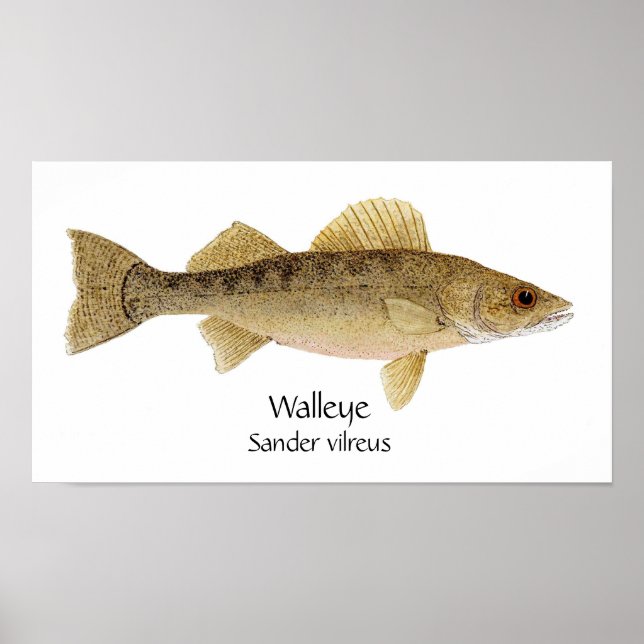 Walleye Art Poster (Framsidan)