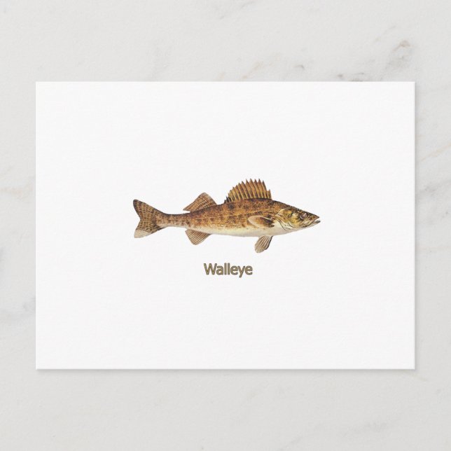 Walleye Art Vykort (Framsida)