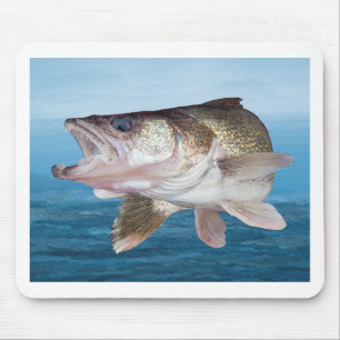 Walleye Fishing Musmatta