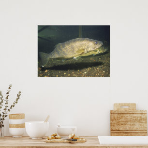 Walleye i Tank Photo Poster