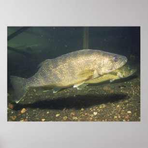 Walleye i Tank Skriv ut Poster