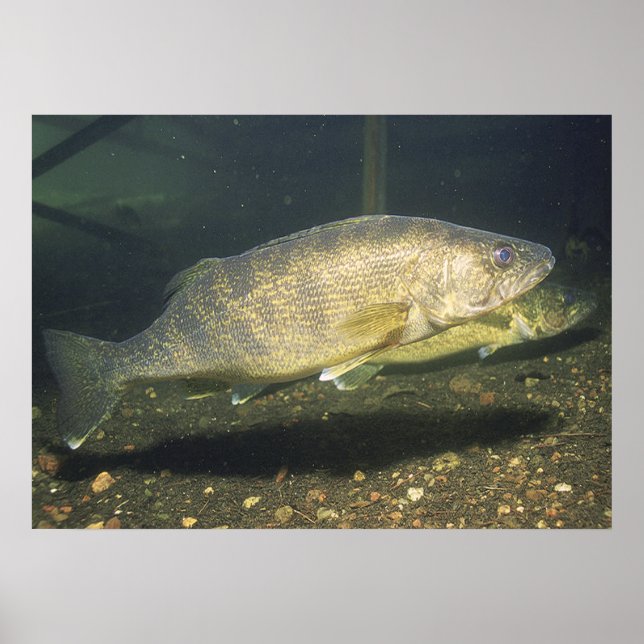 Walleye i Tank Skriv ut Poster (Framsidan)
