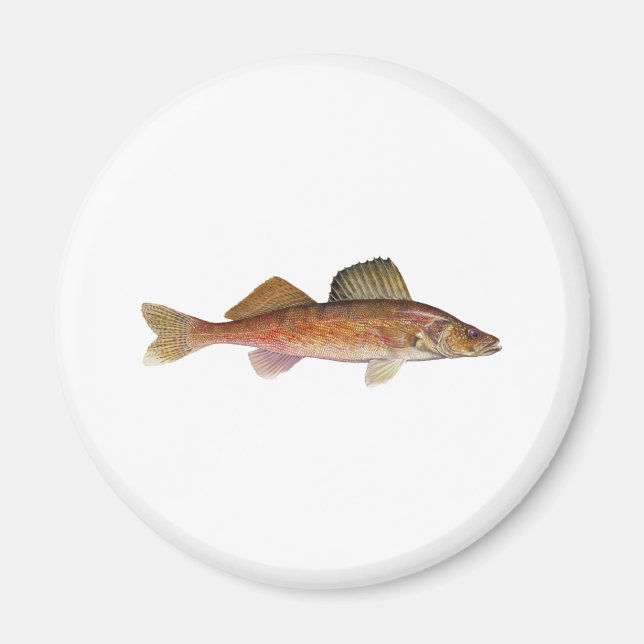 Walleye Magnet (Framsidan)