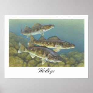 Walleye-målning Poster