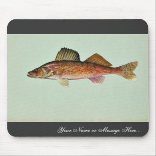 Walleye Musmatta