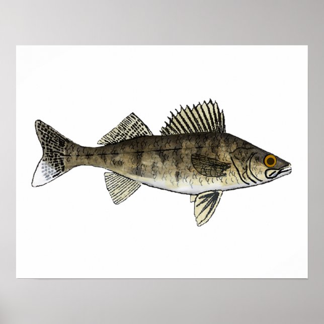 Walleye Poster (Framsidan)