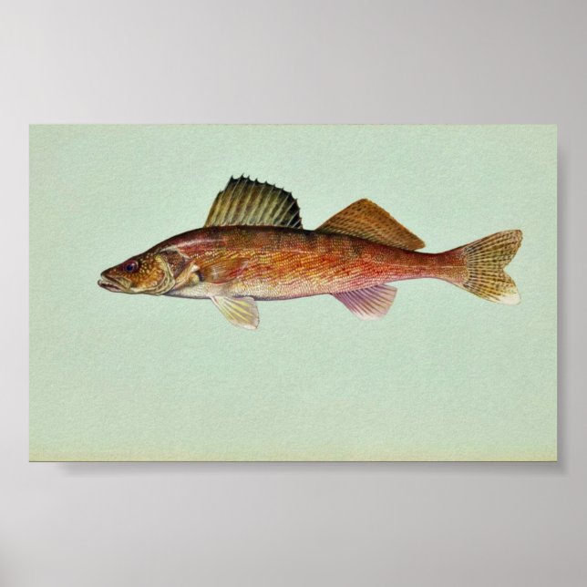 Walleye Poster (Framsidan)