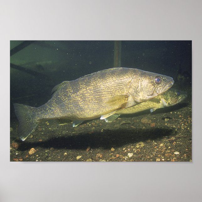 Walleye Swimming Fish in Tank Small Poster (Framsidan)