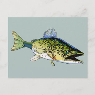Walleye Vykort