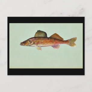Walleye Vykort