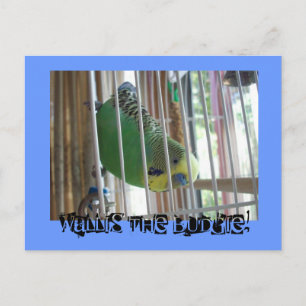 Wallis Budgie! Vykort