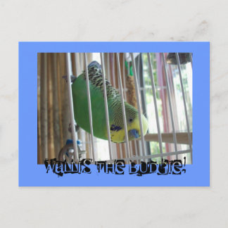 Wallis Budgie! Vykort