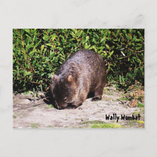 Wally Wombat Postcard Vykort