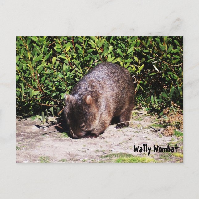 Wally Wombat Postcard Vykort (Framsida)